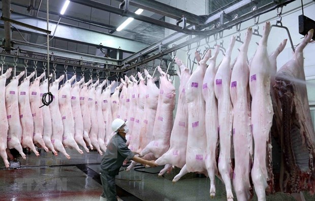 Vietnam pondra en funcionamiento primer matadero porcino en el norte hinh anh 1