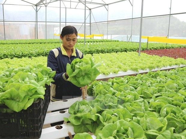 Sector agricola de Hanoi busca crecer despues de la epidemia hinh anh 1