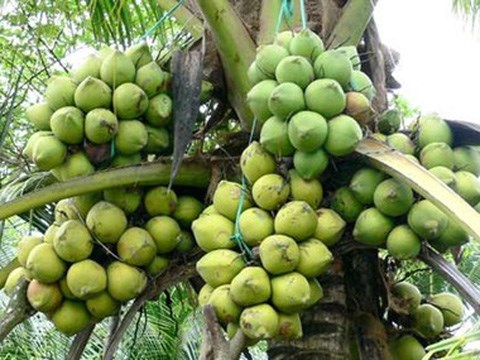 Cumple estandares internacionales zona de cultivo de coco organico vietnamita hinh anh 1