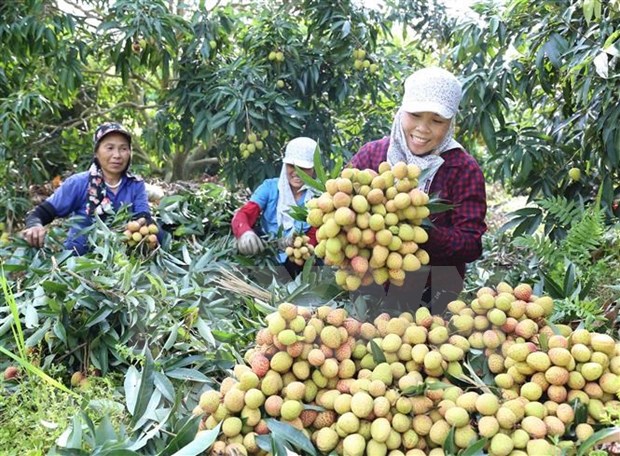 Exporta provincia vietnamita de Hai Duong primer lote de lichi al extranjero hinh anh 1
