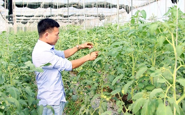 Provincia vietnamita de Bac Lieu promueve el comercio de productos agricolas hinh anh 1