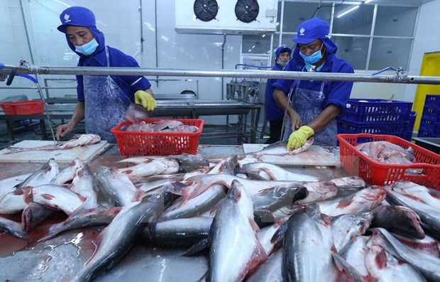 Caen exportaciones de pescado Tra en los primeros 5 meses de 2020 hinh anh 1