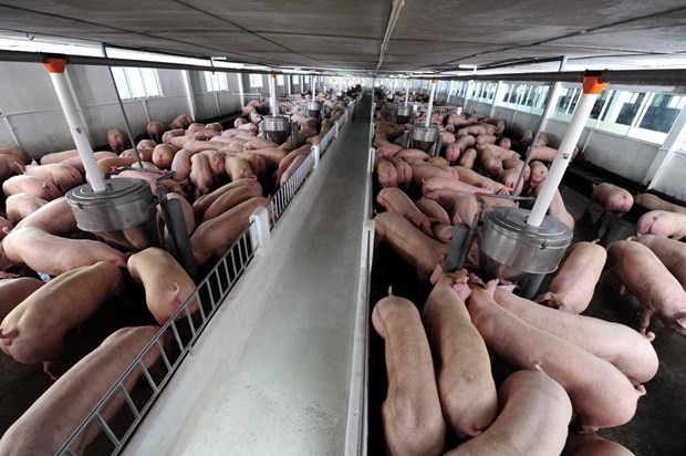 Vietnam importara cerdos de Tailandia hinh anh 1