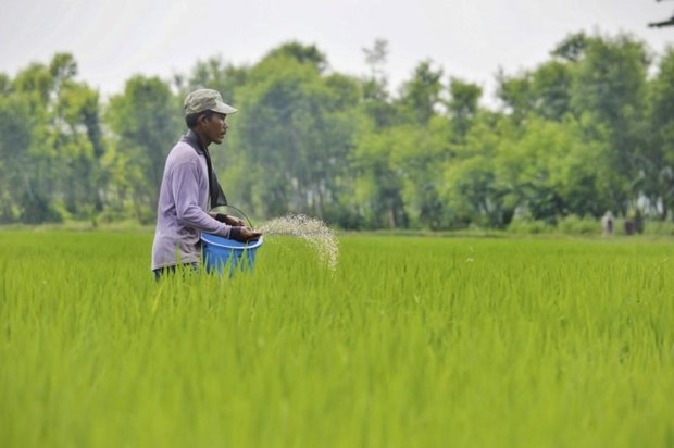 Indonesia por ampliar terrenos para el cultivo de arroz hinh anh 1
