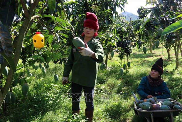 Exportara Vietnam mango a Estados Unidos hinh anh 1