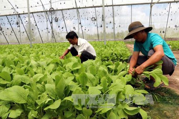 Ministerio de Camboya firma acuerdo sobre desarrollo de vegetales con empresa japonesa hinh anh 1