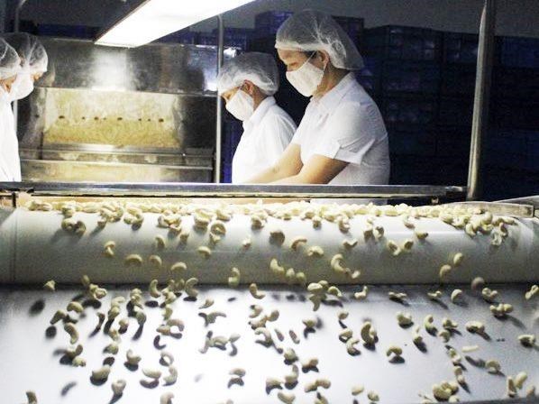 Exportaciones de anacardos de Vietnam crecen en los primeros cinco meses hinh anh 1