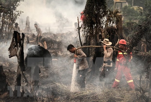Indonesia declara estado de emergencia por incendios forestales en Kalimantan hinh anh 1