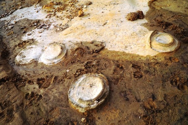 Descubren en provincia vietnamita fosiles con unos 200 millones de anos de antiguedad hinh anh 1
