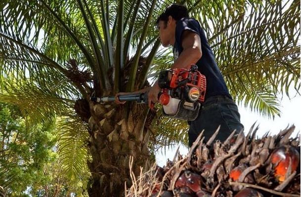 Malasia apelara ante la OMC sobre la restriccion de la UE al aceite de palma hinh anh 1