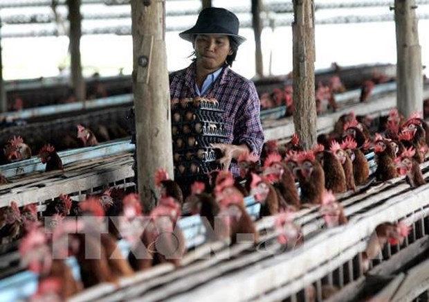 Exportaciones tailandesas de pollo por debajo de objetivo debido a COVID-19 hinh anh 1
