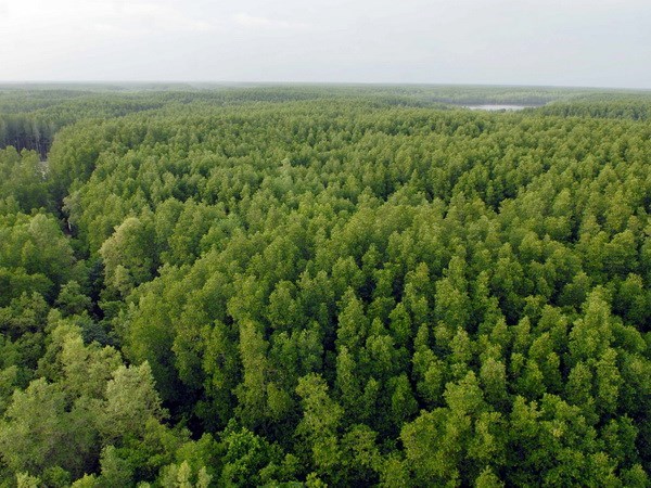 Invierten dos mil millones de dolares en desarrollo forestal en Vietnam hinh anh 1