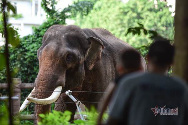 Zoologico de Saigon recibe toneladas de donaciones de alimentos para sus mil 500 animales hinh anh 1