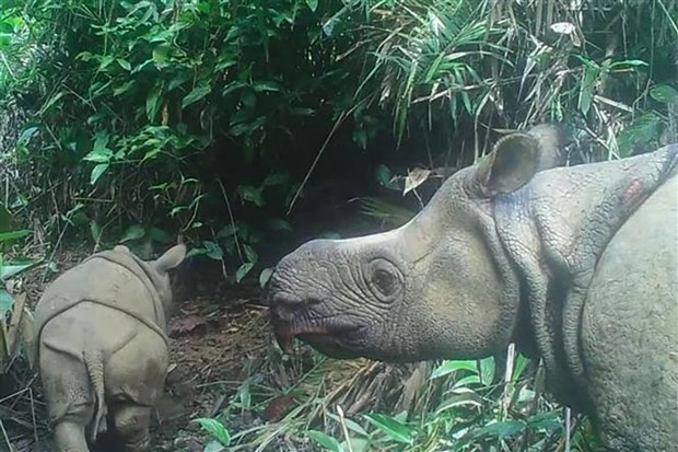 Captan imagenes de dos rinocerontes en amenaza de extincion en Indonesia hinh anh 1