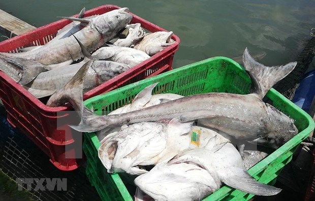Especialistas advierten disminucion grave de reserva de peces en el Mar del Este hinh anh 1