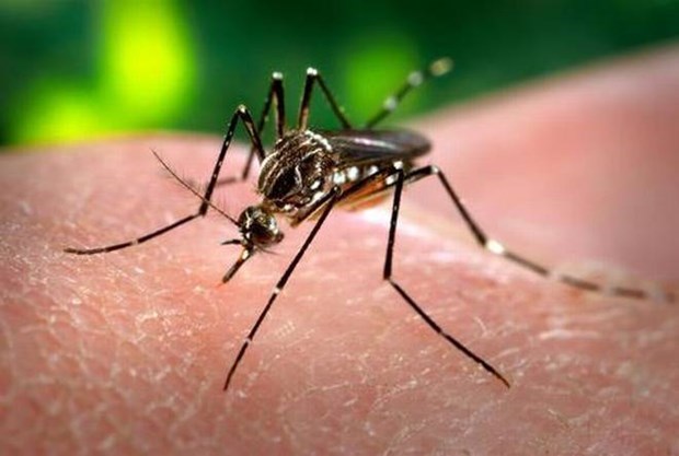 Provincia vietnamita de Ninh Binh refuerza las medidas contra el dengue hinh anh 1