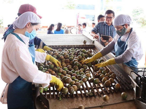 Exportaciones de verduras de Vietnam disminuyen en primeros nueves meses de 2020 hinh anh 1