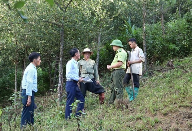Politica de proteccion forestal mejora la gestion de bosques en Vietnam hinh anh 1