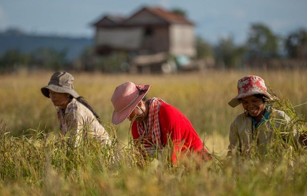 Exportaciones de arroz de Camboya aumentan 17 por ciento hinh anh 1