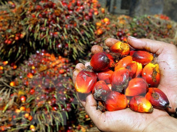 Indonesia pide a UE terminar discriminacion contra productos de aceite de palma hinh anh 1