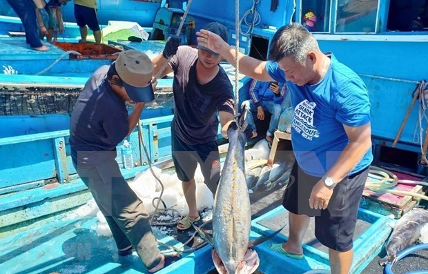 Provincia vietnamita de Kien Giang refuerza medidas contra pesca ilegal hinh anh 1