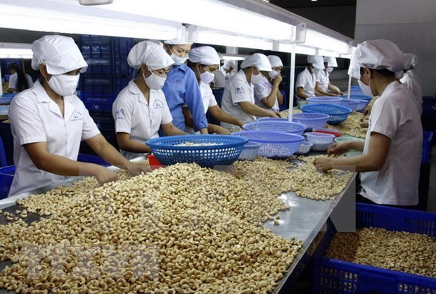 Paises Bajos invierte fondo millonario en produccion de anacardos en Vietnam hinh anh 1