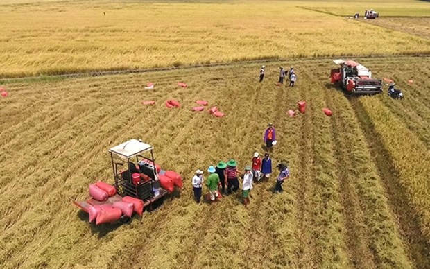 Belgica apoya la produccion sostenible de arroz de Vietnam hinh anh 1