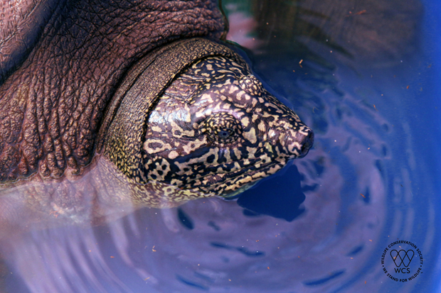 Hallan en Hanoi tortuga de especie en peligro de extincion hinh anh 1