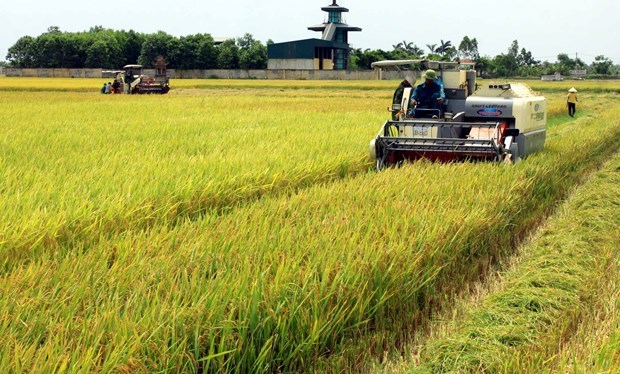 Simposio en ciudad vietnamita busca aumentar ingresos de agricultores hinh anh 1