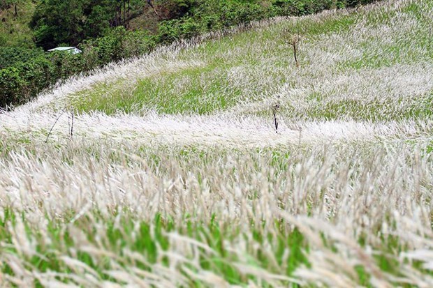 Cientifico vietnamita descubre potenciales de hierba invasora en cuidado de salud hinh anh 1