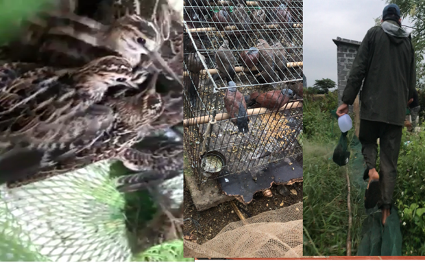 Vietnam por fortalecer la gestion de aves silvestres migratorias hinh anh 2