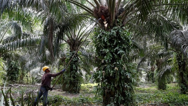 Malasia presenta demanda contra la UE por frenar biocombustible de palma hinh anh 1