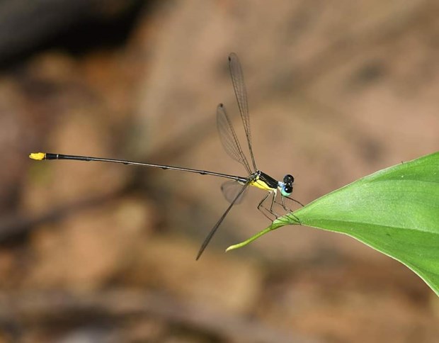 Descubren en Vietnam nueva especie endemica de zigoptero hinh anh 1