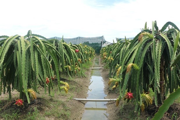 Provincia vietnamita de Long An expande el cultivo de fruta del dragon organica hinh anh 1