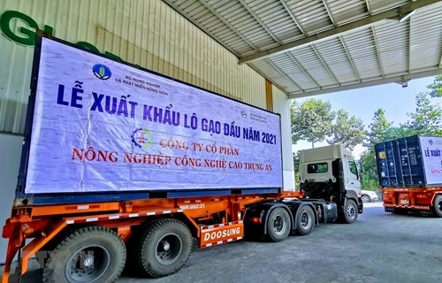 Vietnam exportara mil 600 toneladas de arroz fragante a Singapur y Malasia hinh anh 1