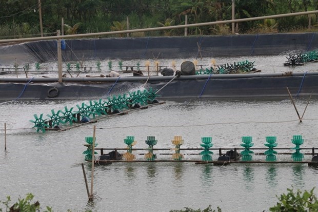 En alza produccion acuicola de la provincia vietnamita de Tien Giang hinh anh 1