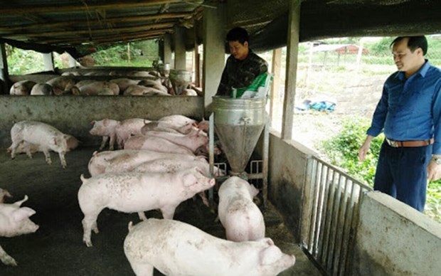 Provincia vietnamita por impulsar la agricultura ecologica hinh anh 1