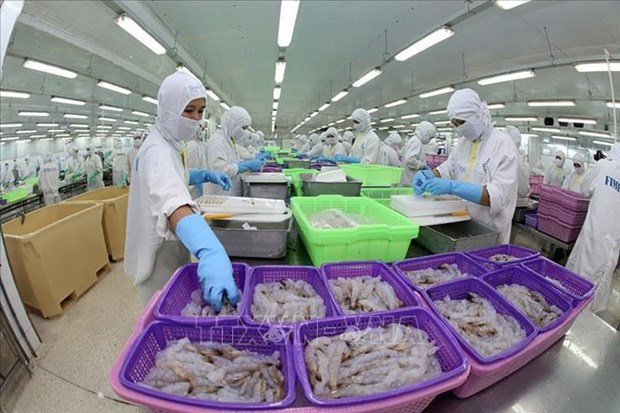 Vietnam apunta a convertirse en el principal productor de camarones del mundo hinh anh 1