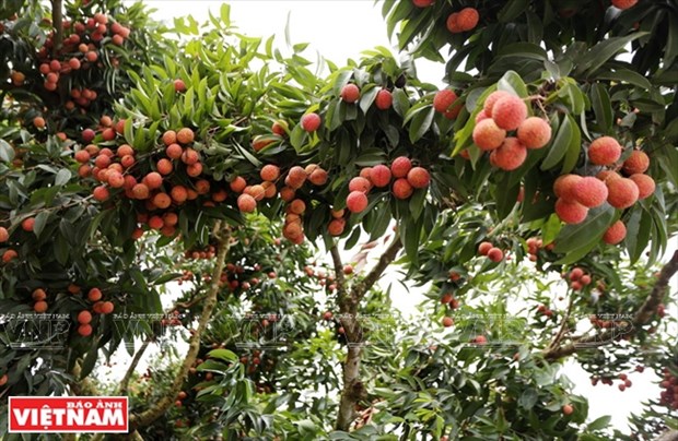 Mejoraran calidad y eficiencia de arboles frutales en localidad vietnamita de Luc Ngan - Bac Giang hinh anh 1