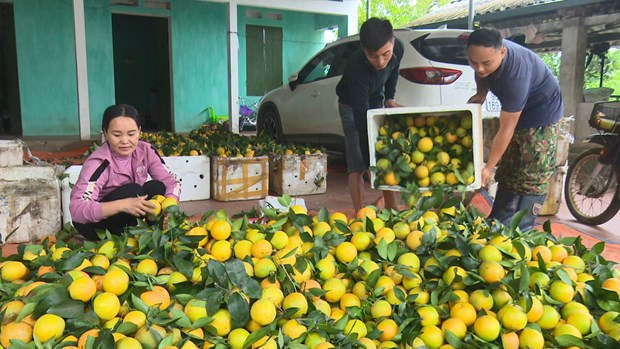 Mejoraran calidad y eficiencia de arboles frutales en localidad vietnamita de Luc Ngan - Bac Giang hinh anh 2