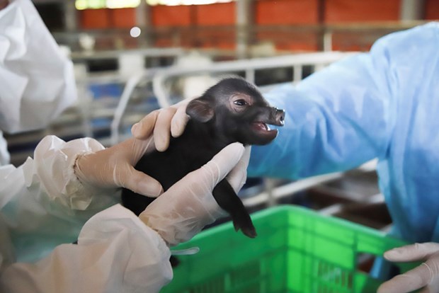 Vietnam realiza con exito tecnologia de clonacion de animal a partir de celulas somaticas hinh anh 1