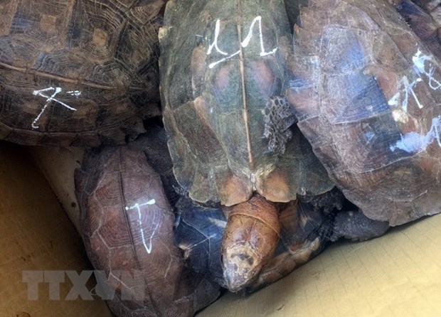 Sentencian en Vietnam a prision a individuo por crianza ilegal de tortugas raras hinh anh 1