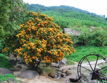 Ri Rung en plena floracion embellece paisajes de Da Nang en Vietnam hinh anh 1