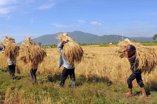 Reduce exportacion de arroz de Camboya en primer trimestre de 2021 hinh anh 1