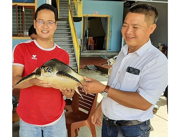 Devuelven en Vietnam rara tortuga a su habitat natural hinh anh 1