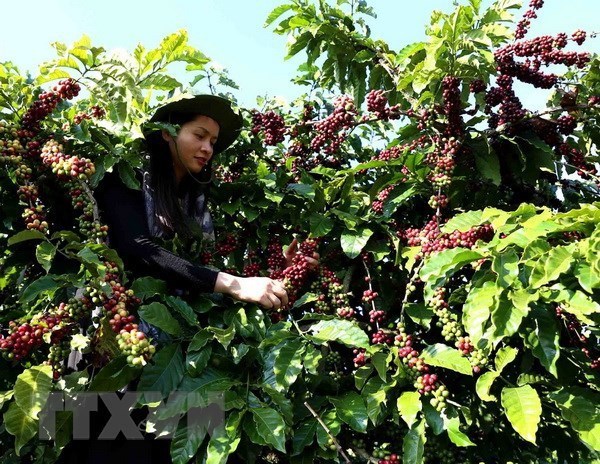 Exportaciones de cafe vietnamita superan 770 millones de dolares en primer trimestre hinh anh 1