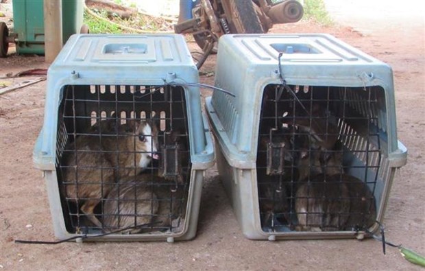 Rescatan en Vietnam a 13 ejemplares de ciervo raton, especie en riesgo de extincion hinh anh 1