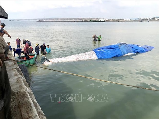 Entierran restos de ballena de cuatro toneladas en provincia vietnamita de Binh Thuan hinh anh 1