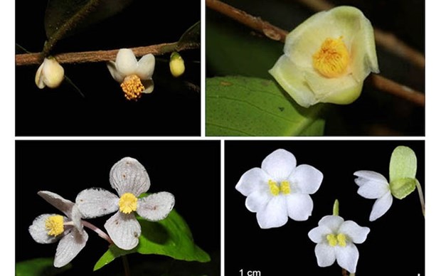 Descubren cuatro nuevas especies de plantas en el parque vietnamita de Bidoup-Nui Ba hinh anh 1