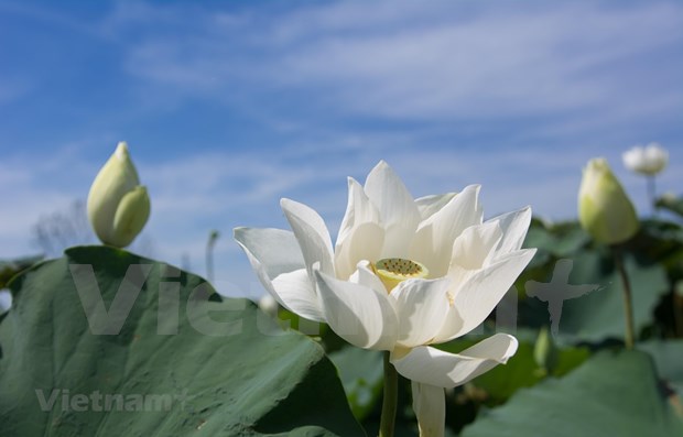 Laguna de flor de loto blanco en Hanoi atrae a visitantes capitalinos hinh anh 1